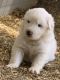 Great Pyrenees Puppies for sale in Trinidad, CO 81082, USA. price: $500