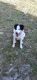 Great Pyrenees Puppies for sale in Fountain Inn, SC, USA. price: NA