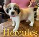 Great Pyrenees Puppies for sale in Alexandria, MN 56308, USA. price: $700
