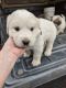 Great Pyrenees Puppies for sale in Denmark, WI 54208, USA. price: NA
