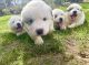 Great Pyrenees Puppies for sale in Charlton, MA 01507, USA. price: $1,600