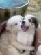 Great Pyrenees Puppies for sale in Roans Prairie, TX 77830, USA. price: NA