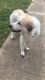 Great Pyrenees Puppies for sale in Weatherford, TX, USA. price: NA