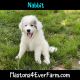 Great Pyrenees Puppies for sale in Blairsville, GA 30512, USA. price: NA