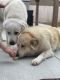 Great Pyrenees Puppies for sale in Fresno, CA, USA. price: NA