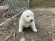 Great Pyrenees Puppies for sale in 11101 Micah Ln, Willow Spring, NC 27592, USA. price: $400