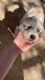 Great Pyrenees Puppies for sale in Coulterville, CA 95311, USA. price: NA