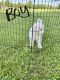 Great Pyrenees Puppies for sale in Harrodsburg, KY 40330, USA. price: NA