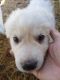 Great Pyrenees Puppies for sale in Gruetli-Laager, TN, USA. price: NA