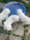 Great Pyrenees Puppies for sale in Amelia, OH 45102, USA. price: NA