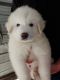 Great Pyrenees Puppies for sale in 11637 107th Dr, Live Oak, FL 32060, USA. price: NA