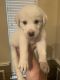 Great Pyrenees Puppies for sale in Garland, TX, USA. price: $200