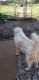 Great Pyrenees Puppies for sale in Commerce, GA 30529, USA. price: $200