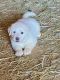 Great Pyrenees Puppies for sale in Chester, SC 29706, USA. price: NA