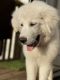 Great Pyrenees Puppies for sale in Dallas, TX, USA. price: $1,000