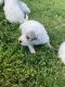 Great Pyrenees Puppies for sale in Louisville, KY, USA. price: $900