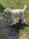 Great Pyrenees Puppies for sale in Bellingham, MA, USA. price: $700