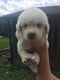 Great Pyrenees Puppies for sale in Lenoir City, TN, USA. price: NA
