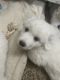Great Pyrenees Puppies for sale in Kodak, TN 37764, USA. price: NA