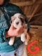 Great Pyrenees Puppies for sale in Hawarden, IA 51023, USA. price: NA