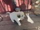 Great Pyrenees Puppies for sale in Acton, CA 93510, USA. price: NA