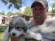Great Pyrenees Puppies for sale in Hill City, KS 67642, USA. price: $250