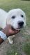 Great Pyrenees Puppies for sale in Hubbard, TX 76648, USA. price: NA