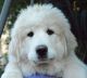Great Pyrenees Puppies for sale in Old Chatham Elem Ln, Chatham, VA 24531, USA. price: NA