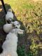 Great Pyrenees Puppies for sale in Stokesdale, NC 27357, USA. price: NA