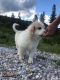 Great Pyrenees Puppies for sale in Chewelah, WA 99109, USA. price: NA
