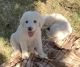 Great Pyrenees Puppies for sale in Visalia, CA 93291, USA. price: NA