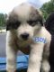 Great Pyrenees Puppies for sale in Douglasville, GA, USA. price: NA