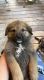 Great Pyrenees Puppies for sale in Liberty, NC 27298, USA. price: $400