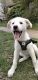 Great Pyrenees Puppies for sale in Red Oak, TX 75154, USA. price: $250