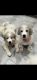 Great Pyrenees Puppies for sale in Shreveport, LA 71106, USA. price: NA