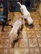 Great Pyrenees Puppies for sale in Georgetown, TX, USA. price: NA
