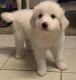 Great Pyrenees Puppies for sale in Watauga, TX 76137, USA. price: $250