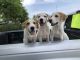 Great Pyrenees Puppies for sale in McDonough, GA 30253, USA. price: NA