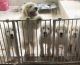 Great Pyrenees Puppies for sale in Centralia, MO 65240, USA. price: NA