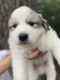 Great Pyrenees Puppies for sale in Versailles, MO 65084, USA. price: NA
