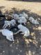 Great Pyrenees Puppies for sale in Ventura, CA, USA. price: NA