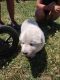 Great Pyrenees Puppies for sale in West Alexandria, OH 45381, USA. price: NA