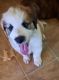 Great Pyrenees Puppies for sale in Kuttawa, KY, USA. price: NA
