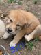 Great Pyrenees Puppies for sale in Whitewater, KS 67154, USA. price: NA