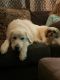 Great Pyrenees Puppies for sale in Maryville, TN, USA. price: $500