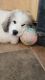 Great Pyrenees Puppies for sale in Waterbury, CT 06708, USA. price: $1,500,980
