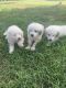 Great Pyrenees Puppies for sale in Houston, TX, USA. price: NA