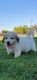 Great Pyrenees Puppies for sale in Bakersfield, CA 93307, USA. price: NA