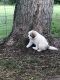 Great Pyrenees Puppies for sale in Hubbard Lake, MI 49747, USA. price: NA