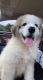 Great Pyrenees Puppies for sale in West Augusta, VA 24485, USA. price: $800